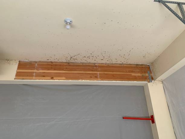 Best Emergency Mold Remediation  in Louisville, GA